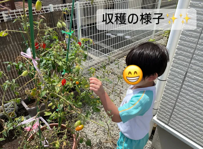 にじいろひよこ園岩沼/にじいろひよこ園岩沼　トマトの収穫の様子🍅✨