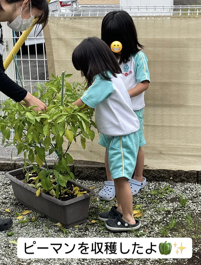 にじいろひよこ園岩沼/にじいろひよこ園岩沼　ピーマンの収穫の様子🫑✨