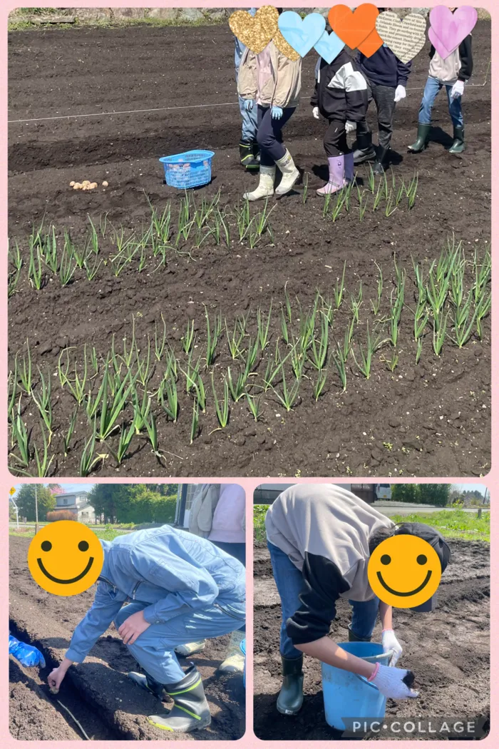 SMILE HOUSE にこnico/じゃがいもの種芋を植えました('ω')ノ