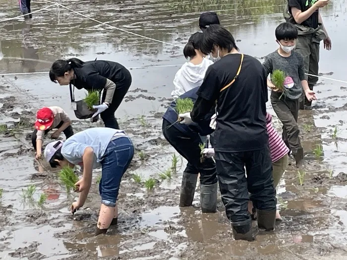 ぴっぴ名取/ぴっぴ名取　田植え体験