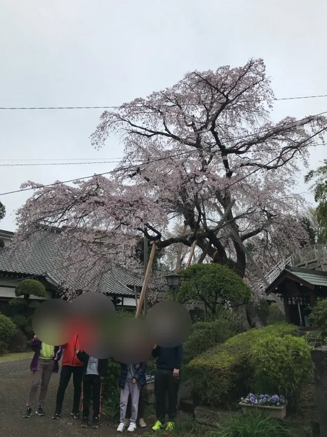 児童デイサービスシエスタ稲毛穴川/「満開の桜を観にいこう！！」編