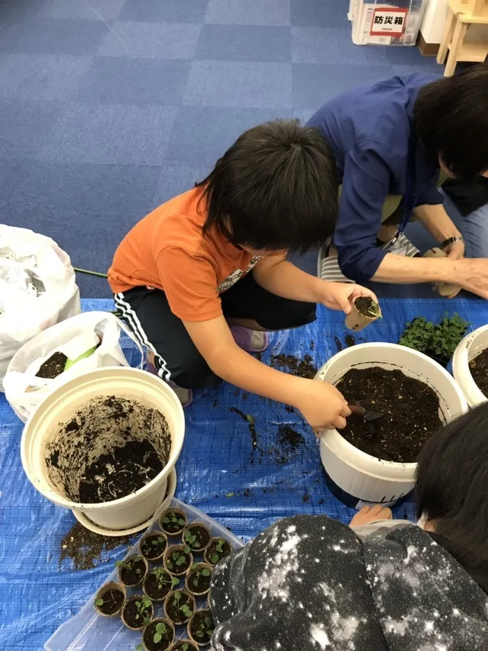 伸栄学習会 浦安北栄教室/スミレの苗を植えました。