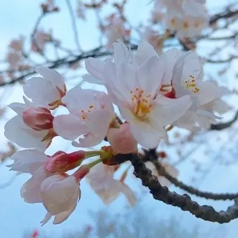 伸栄学習会 浦安北栄教室/桜咲く