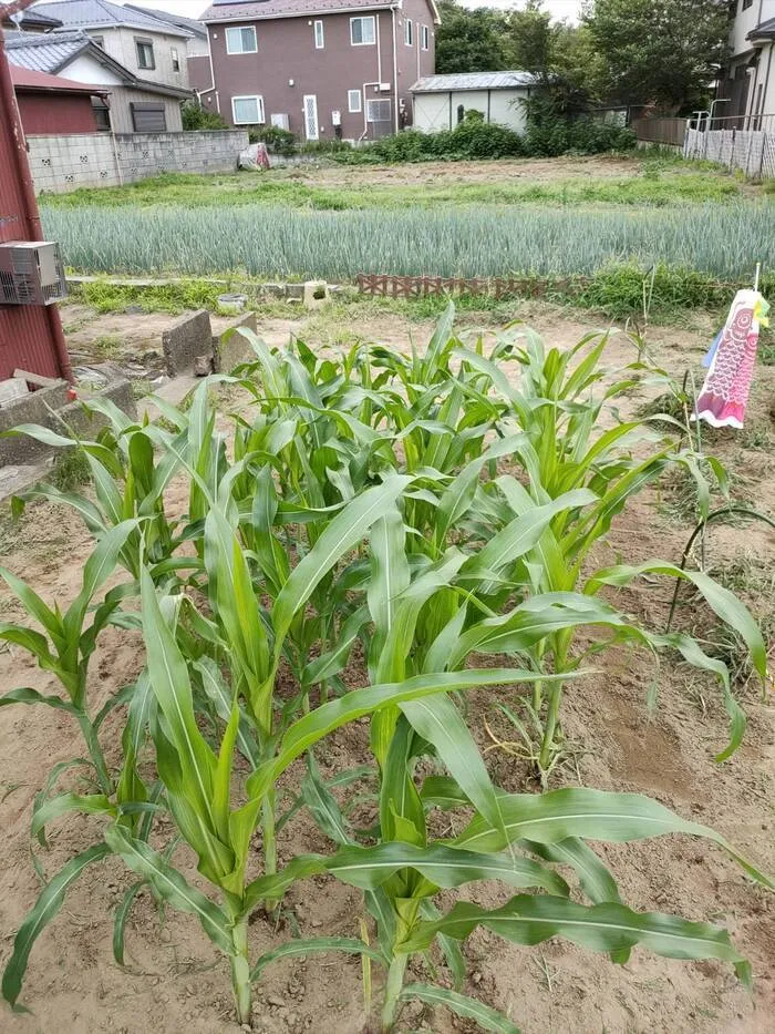 どんぐり/トウモロコシが大きくなってきました！