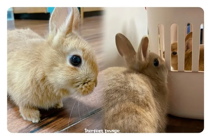 どんぐり/ウサギさんが…