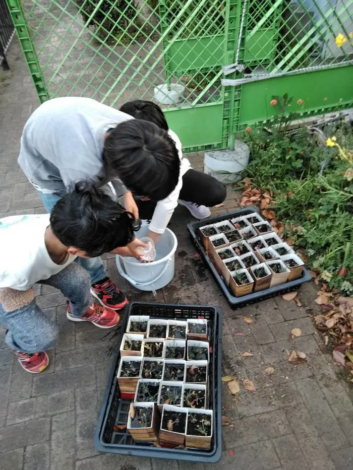 どんぐり/【食育】ねぎを植えました