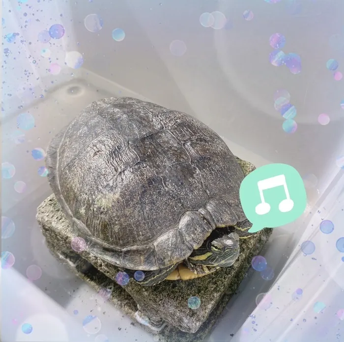 どんぐり/どんちゃん🐢