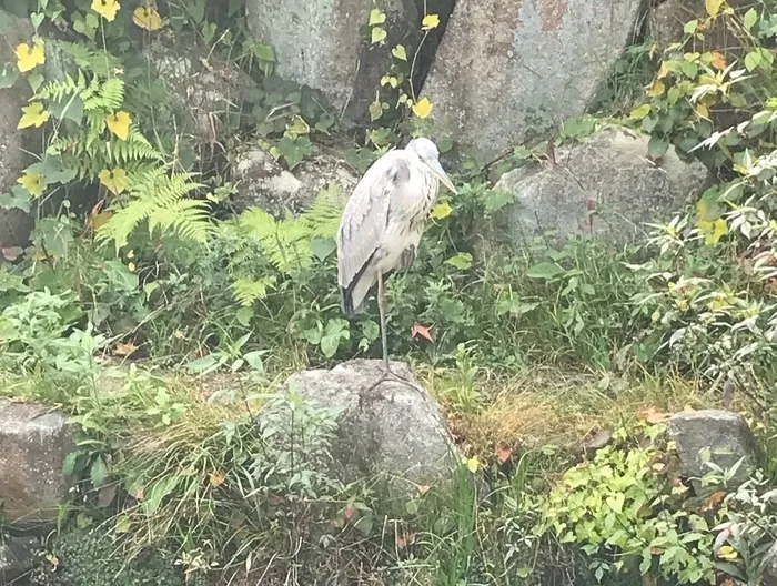 キッズわんデイサービス戸塚/【舞岡公園にお散歩に行きました】