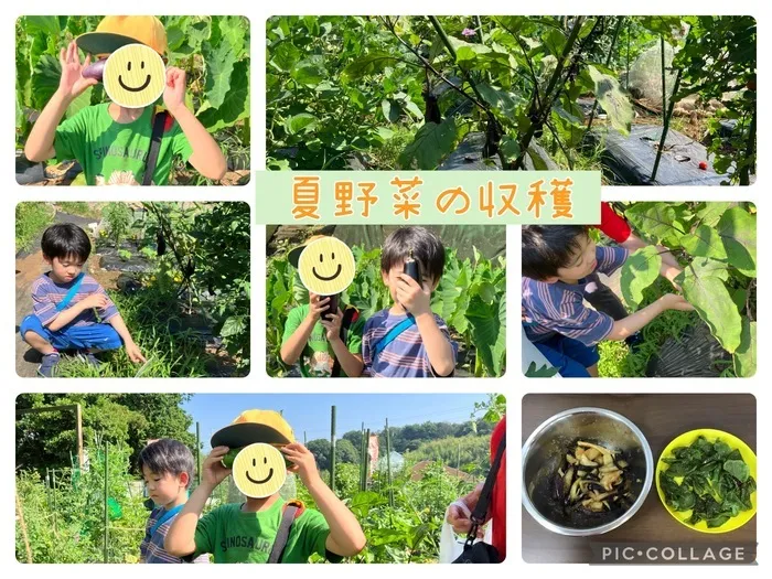 キッズわんデイサービス東戸塚/夏野菜の収穫