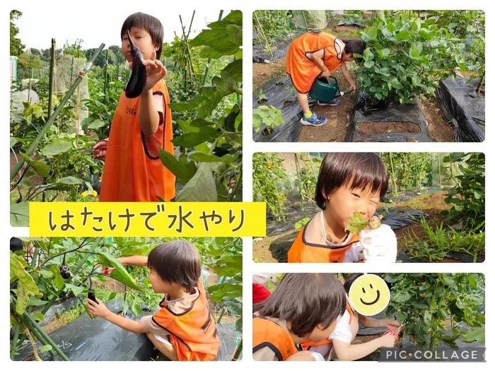 キッズわんデイサービス東戸塚/畑の水やりと夏野菜の収穫