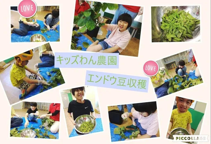 キッズわんデイサービス東戸塚/キッズわん農園🥬