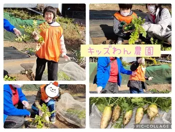 キッズわんデイサービス東戸塚/冬野菜の収穫