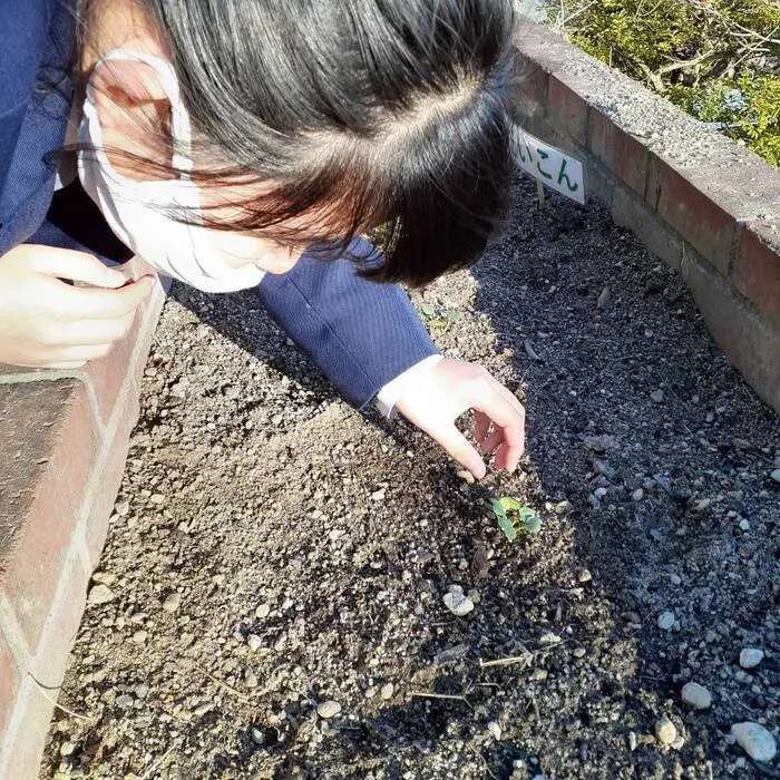 放課後等デイサービス　オリーブ井口/園芸部の活動🥬