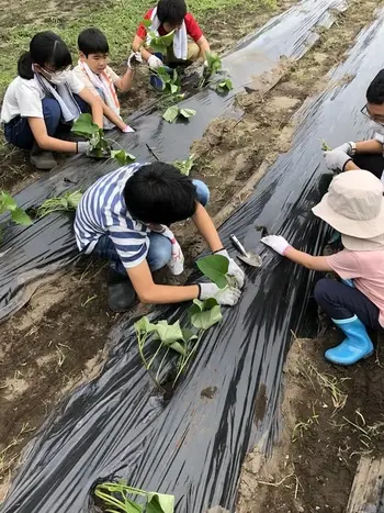 学遊館ジュニア/芋の苗植え体験